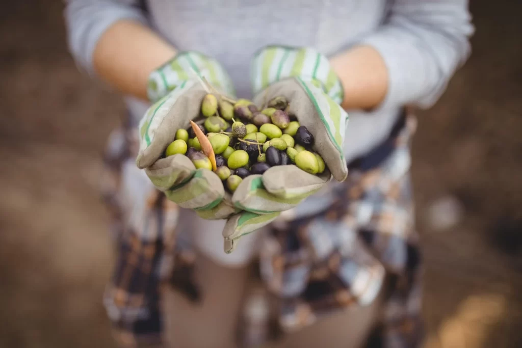 Olives for Brain Health