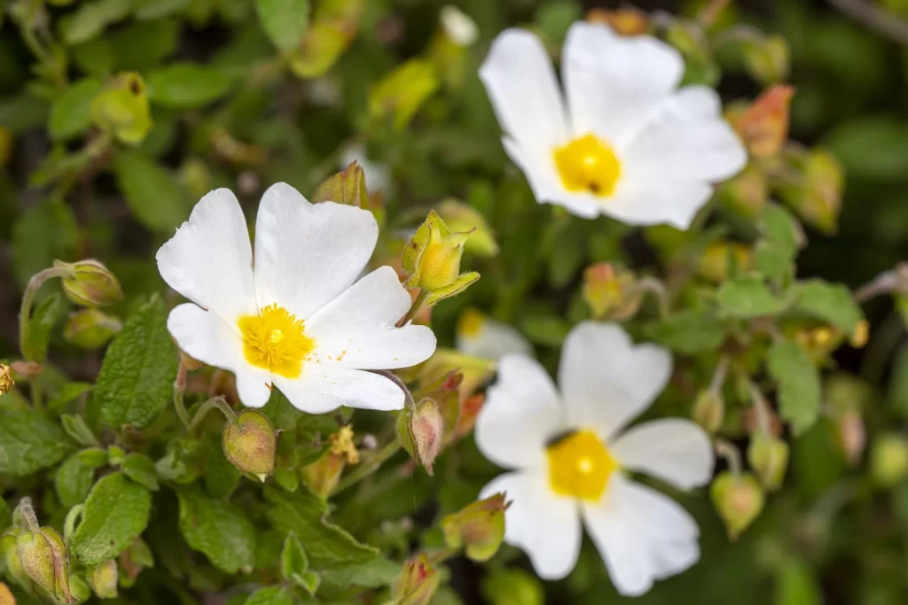 Bacopa Monnieri