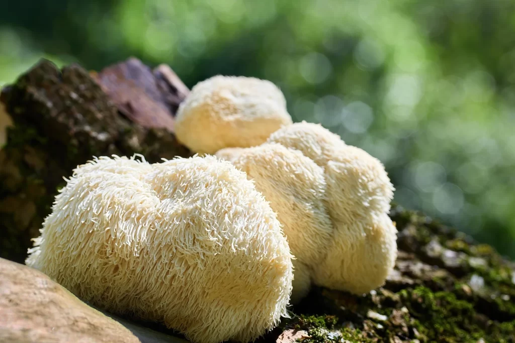 Lion’s Mane Mushroom